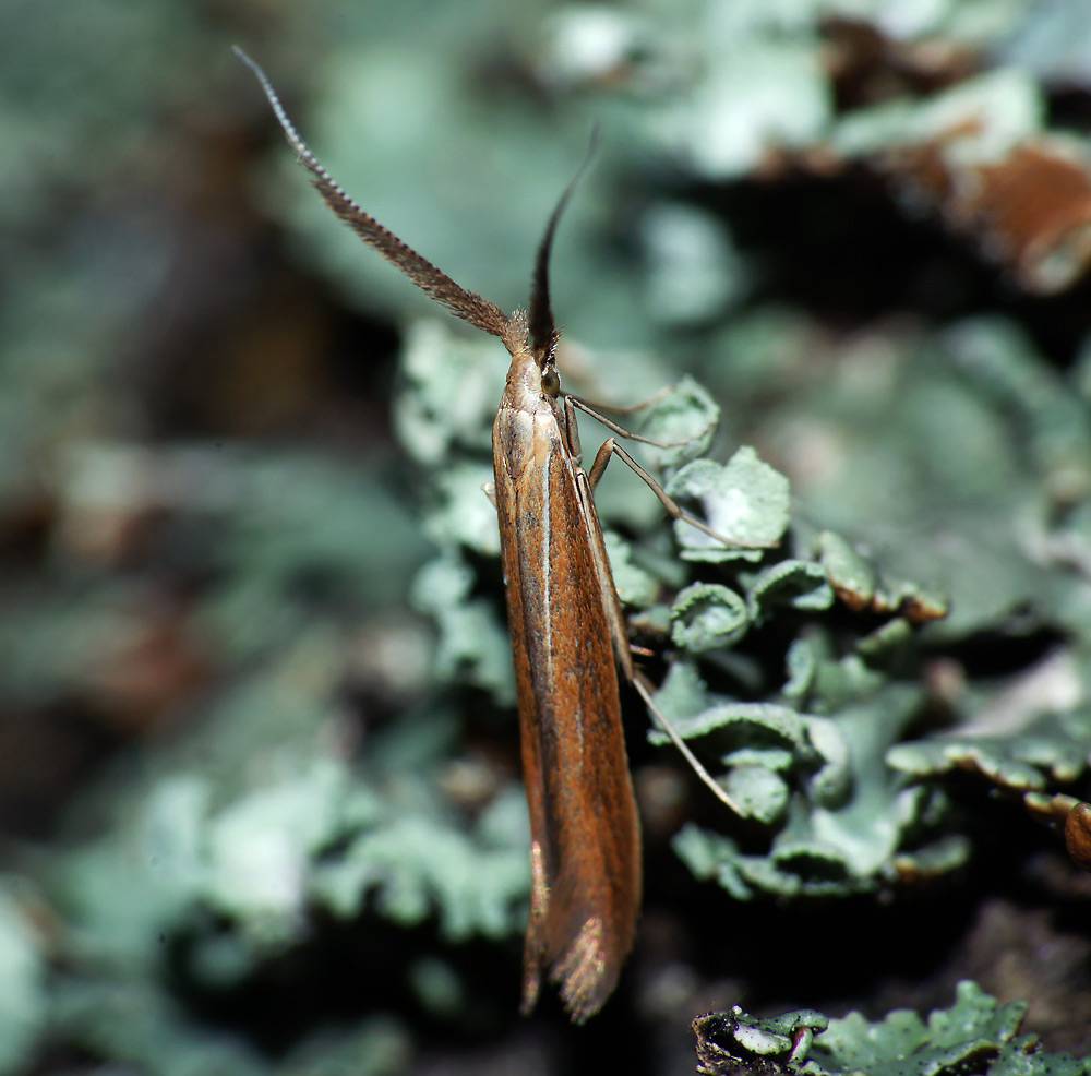 Coleophoridae - Семейство Чехлоноски