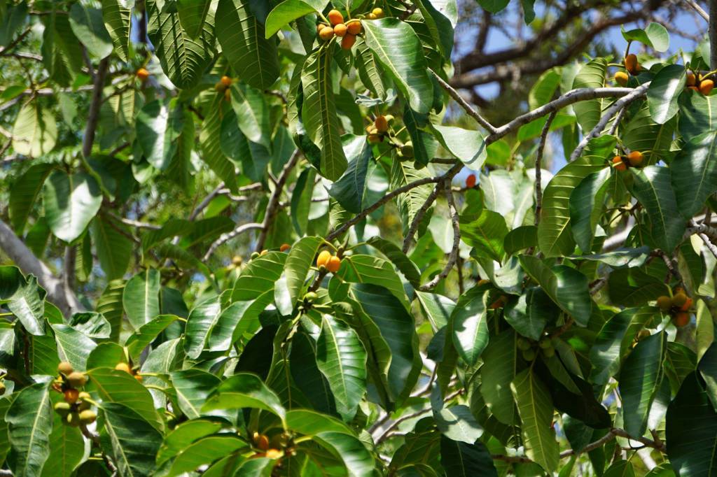 Ficus drupacea