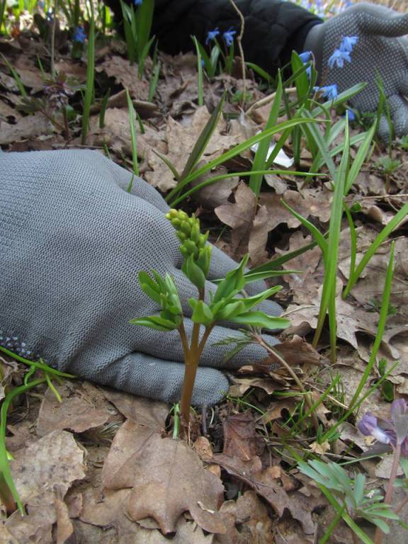 Corydalis marschalliana - Хохлатка Маршалла