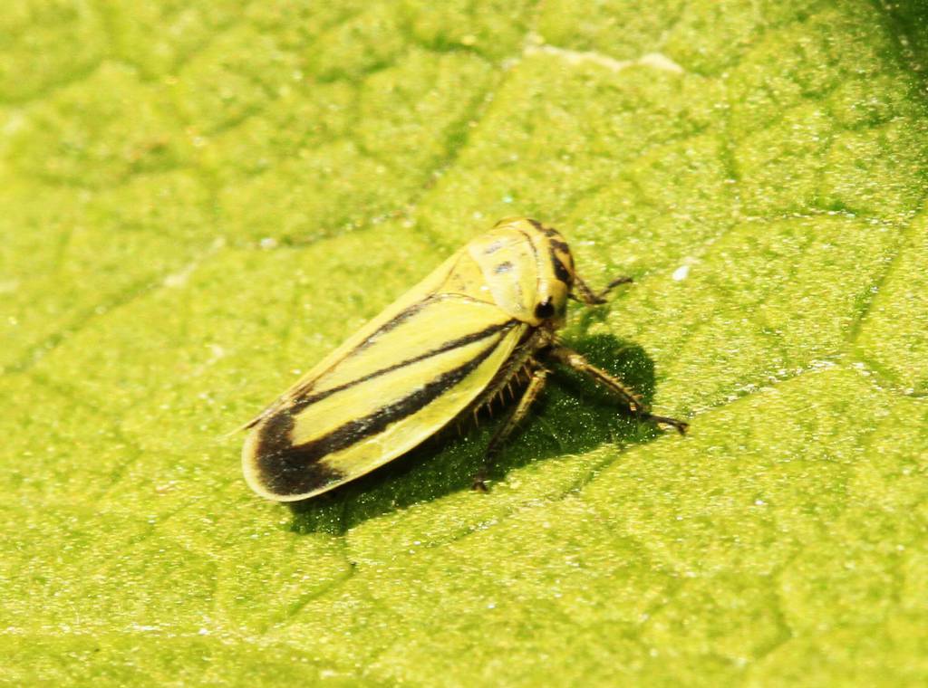 Cicadellidae, gen. sp.4