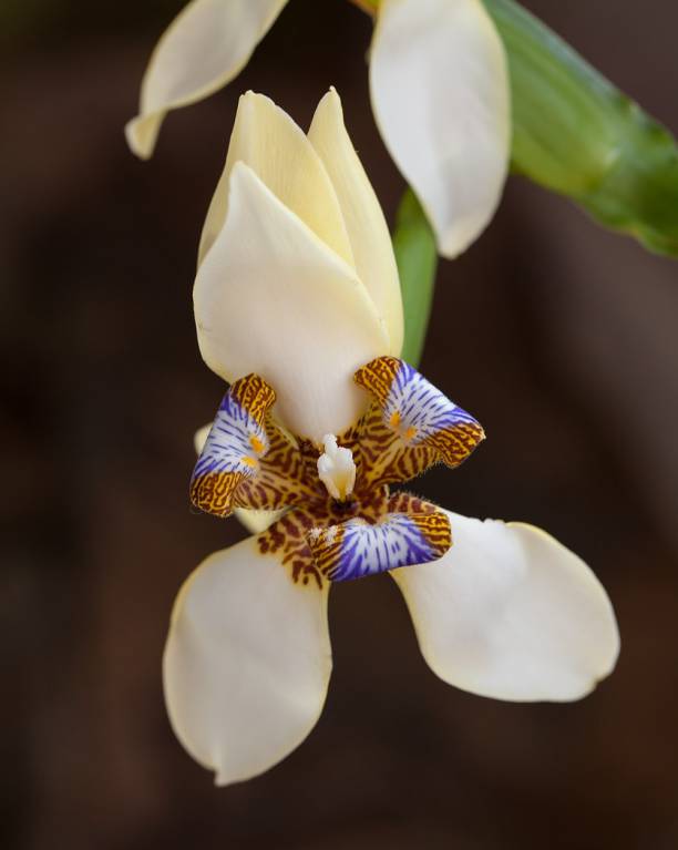 Trimezia gracilis - Неомарика стройная