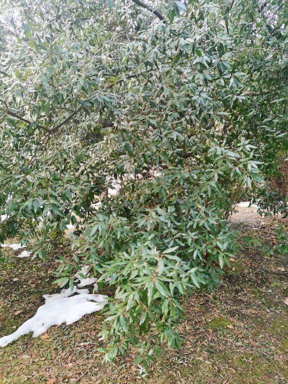 Quercus ilex - Дуб каменный
