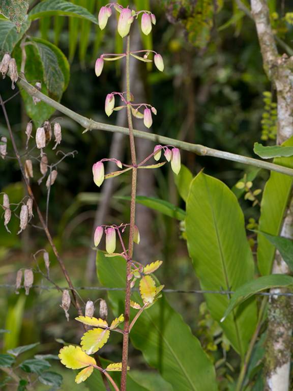 Bryophyllum pinnatum - Каланхоэ перистое