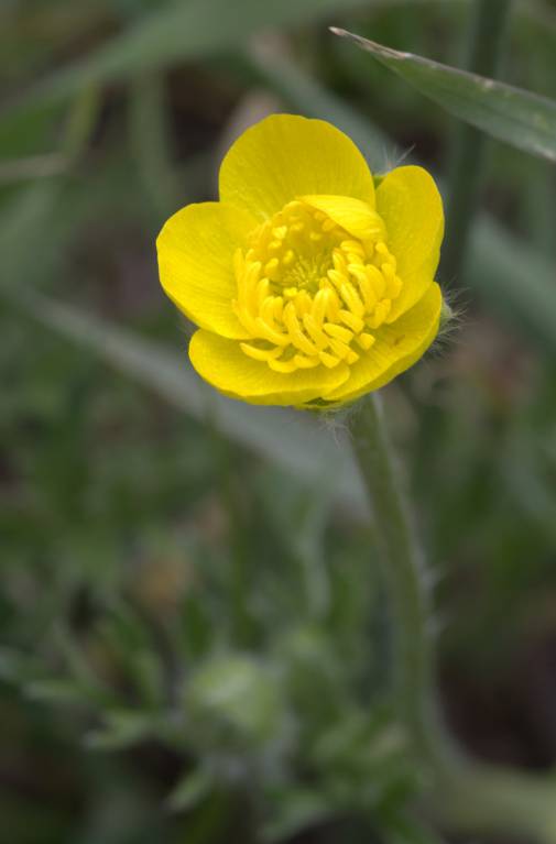 Ranunculus millefolius - Лютик тысячелистный, Лютик иерусалимский