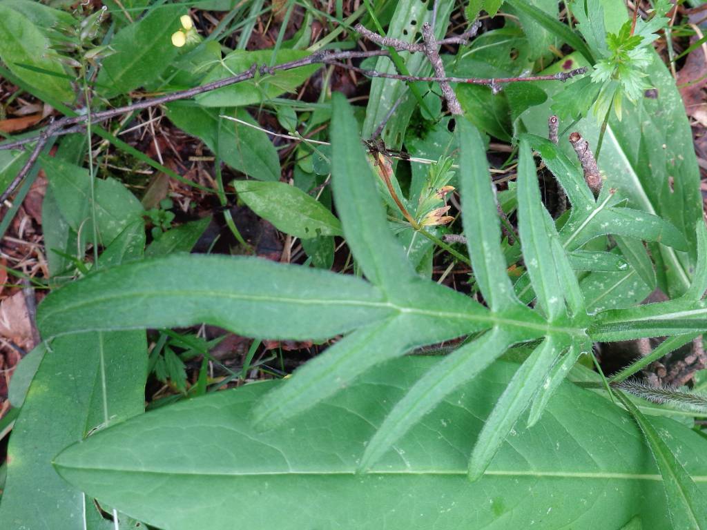 Knautia arvensis - Короставник полевой