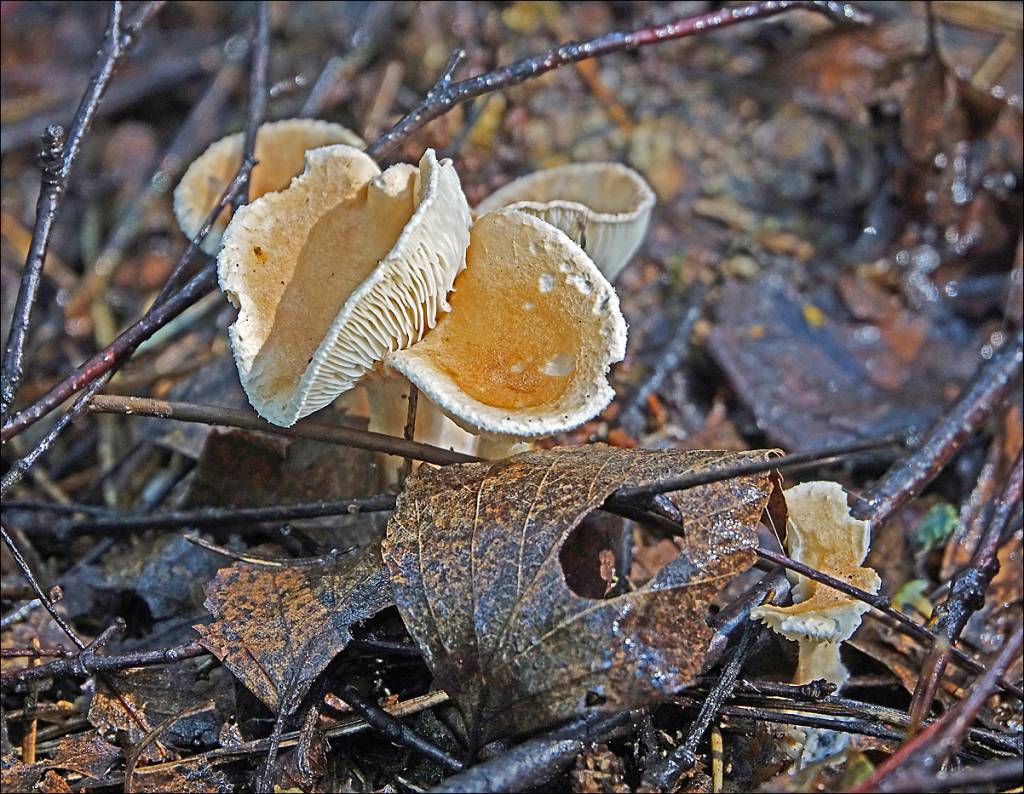 Rhodocollybia butyracea - Коллибия масляная, Коллибия каштановая