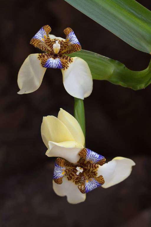 Trimezia gracilis - Неомарика стройная
