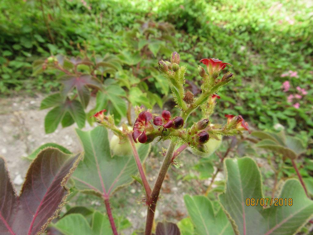 Jatropha gossypiifolia - Ятрофа хлопчатниколистная