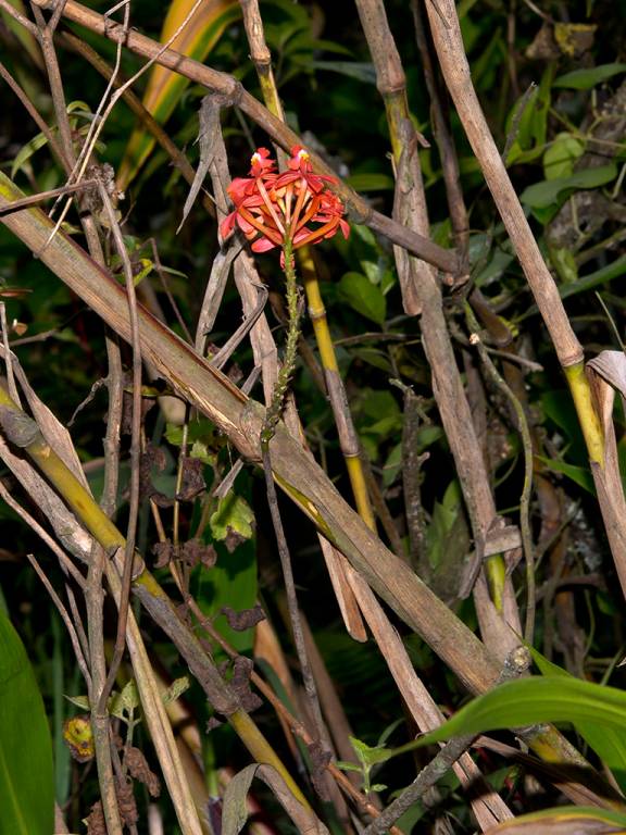 Epidendrum cochlidium