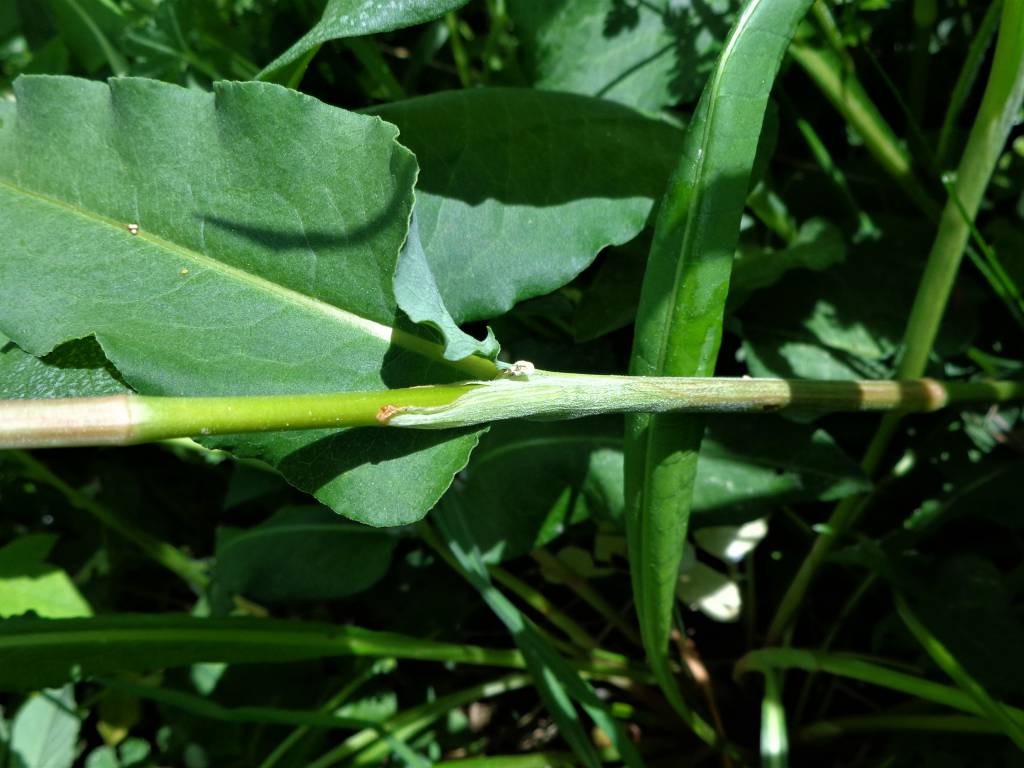 Persicaria bistorta - Змееви́к большо́й, или Горе́ц змеи́ный, или Ра́ковые ше́йки