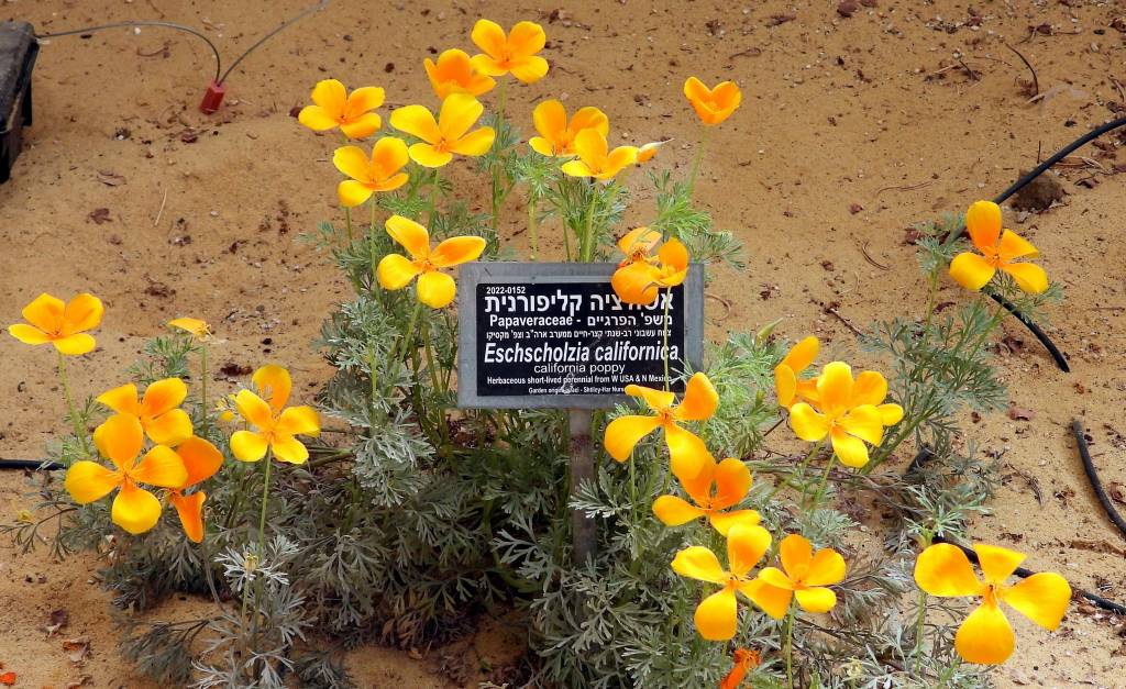 Eschscholzia californica - Эшшольция калифорнийская