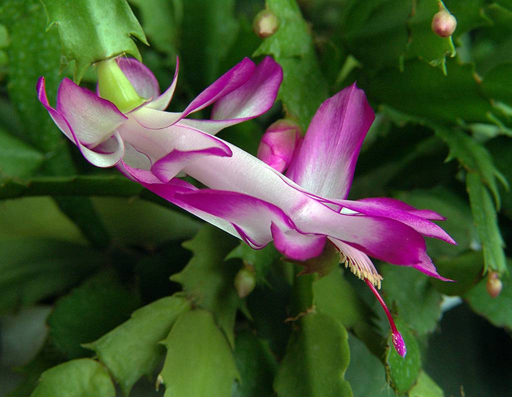 Schlumbergera × reginae