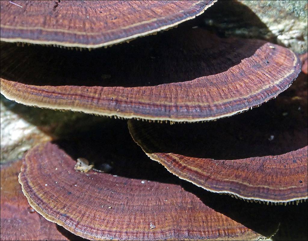 Daedaleopsis tricolor - Трутовик трёхцветный