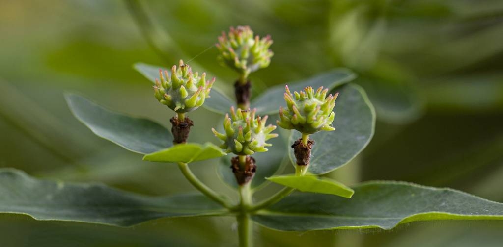Euphorbia pilosa - Молочай волосистый