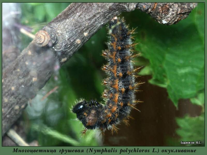 Nymphalis polychloros - Многоцветница грушевая