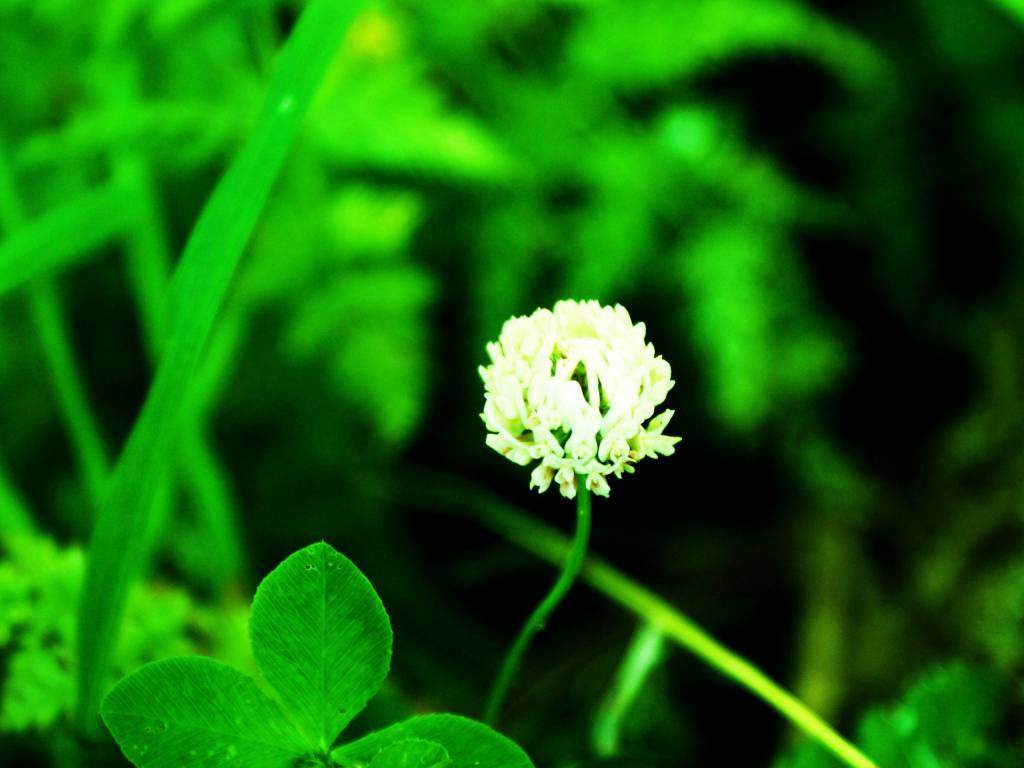 Trifolium repens - Клевер ползучий, белый
