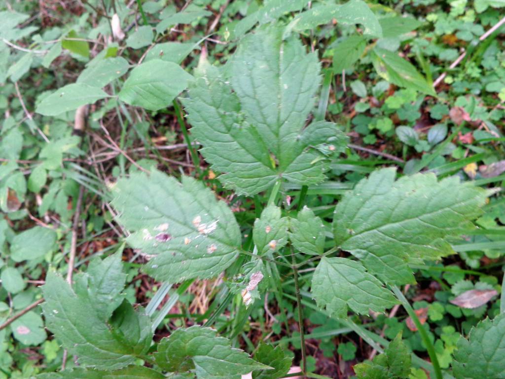 Actaea spicata - Воронец колосистый