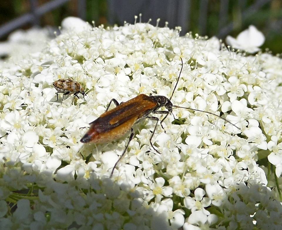 Oedemera flavipennis
