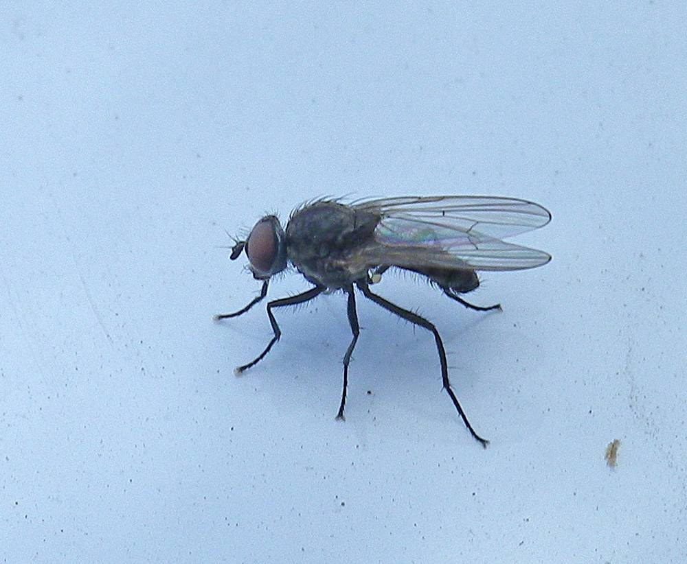 Anthomyiidae