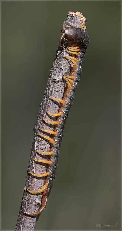 Scolopendra cingulata - Кольчатая сколопендра