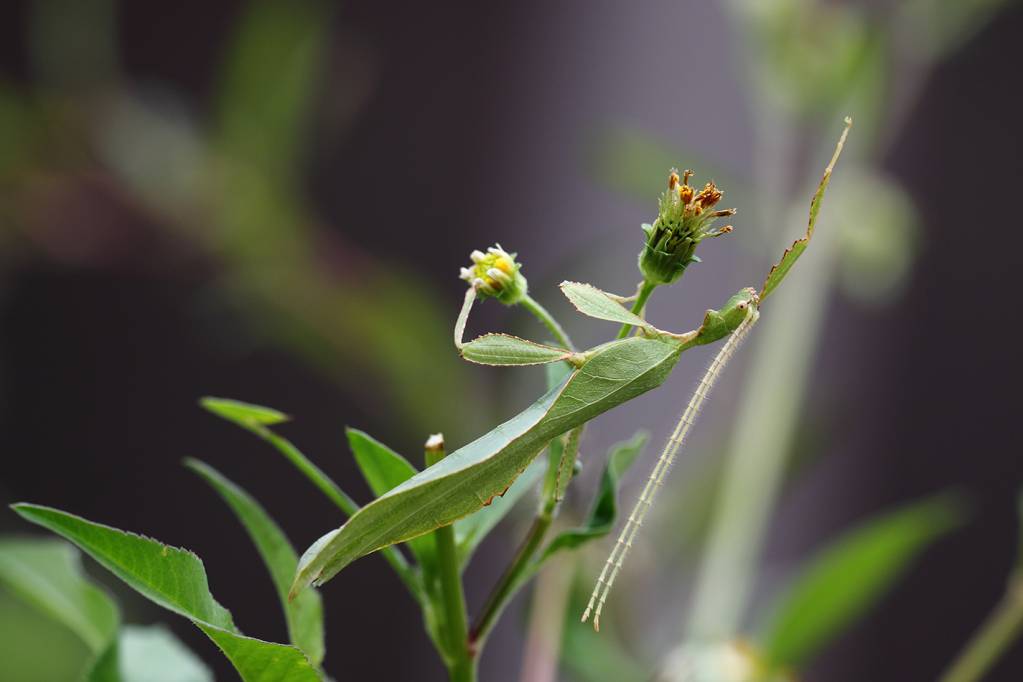 Phyllium celebicum - Палочник листовидный