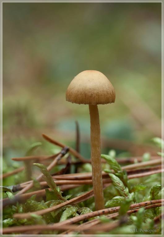 Осенние грибы 5