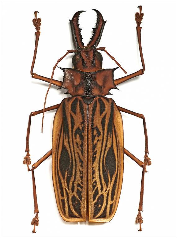 Macrodontia cervicornis