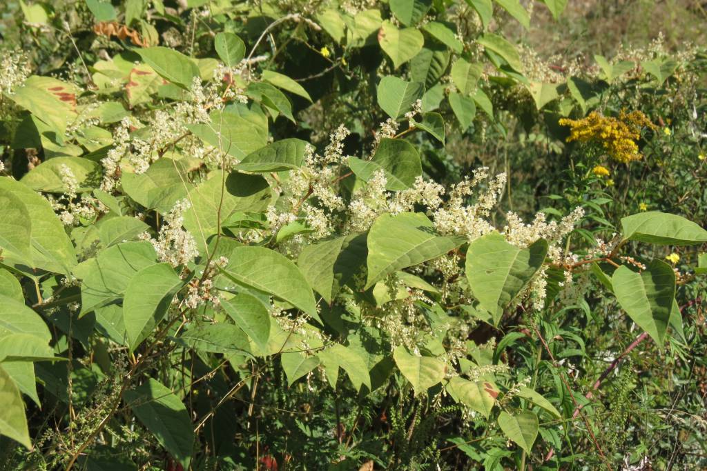 Reynoutria japonica - Рейнутрия японская, Горец остроконечный, Горец японский