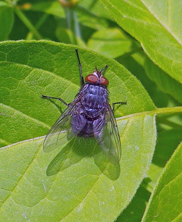 Calliphora vicina - Красноголовая синяя мясная муха