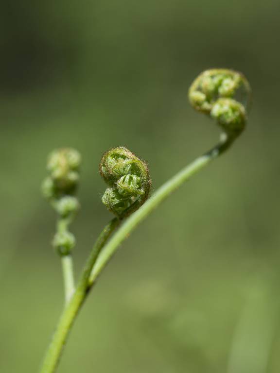 Pteridium pinetorum ssp. sibiricum - Орляк сибирский