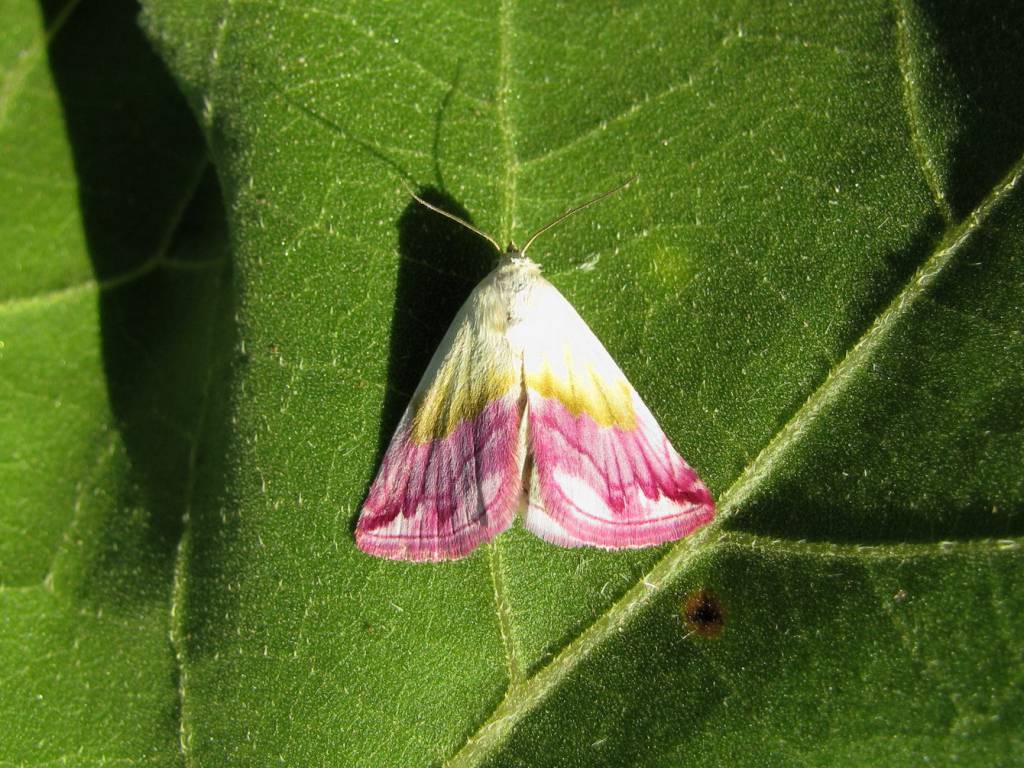 Eublemma purpurina