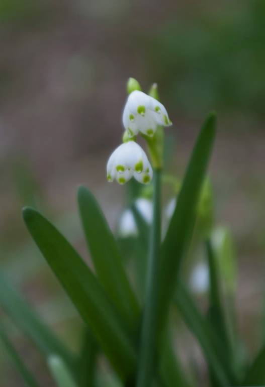 Leucojum vernum - Белоцветник весенний