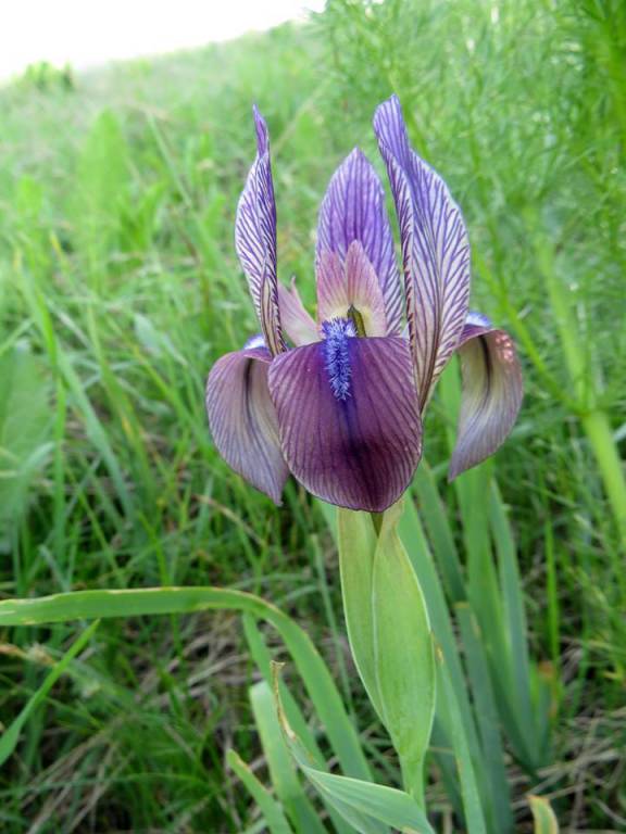 Iris lineata - Ирис разлинованный