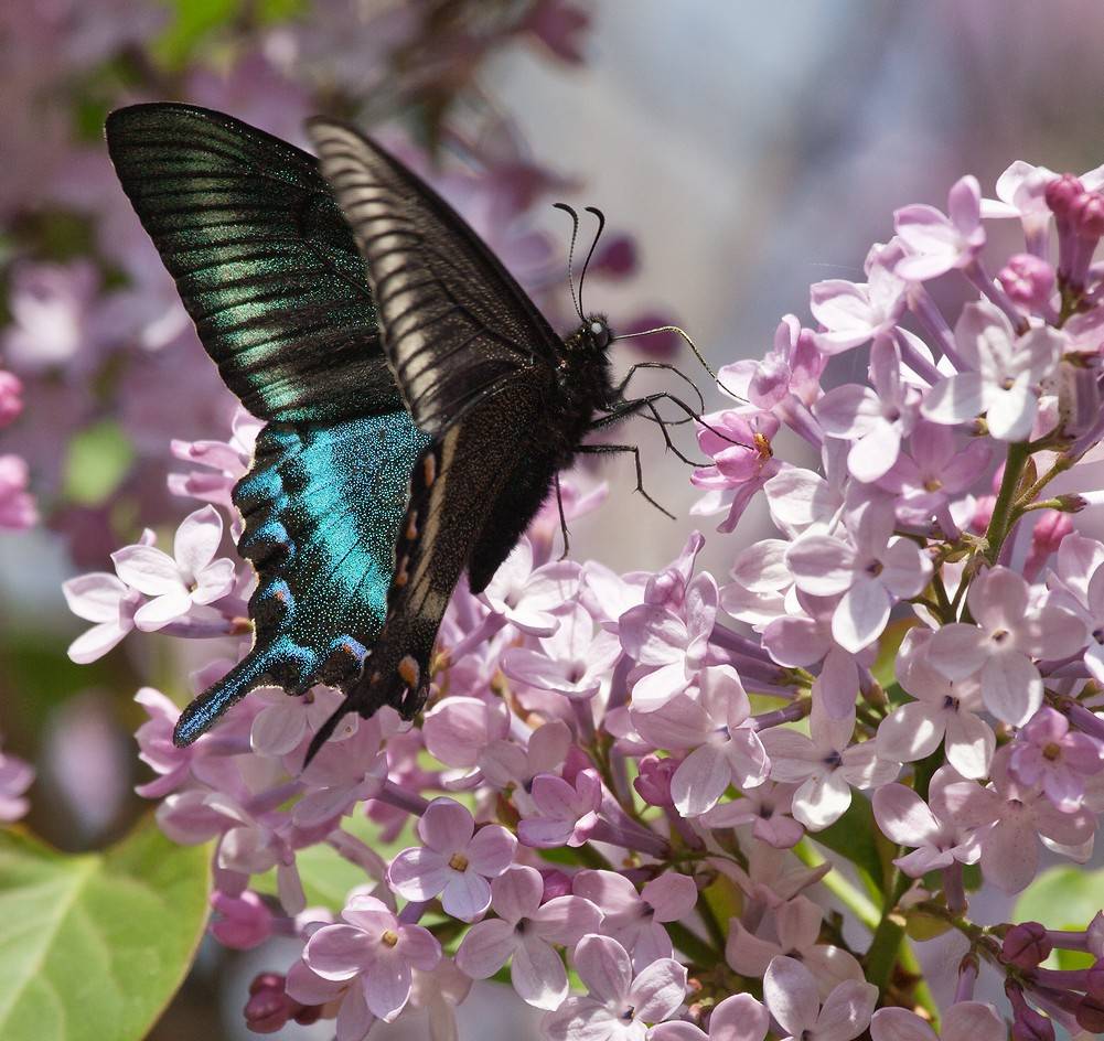 Papilio maackii - Парусник Маака