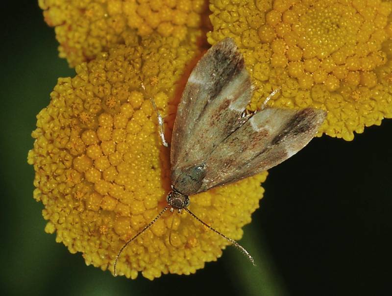 Anthophila fabriciana - Молелистовертка Фабриция