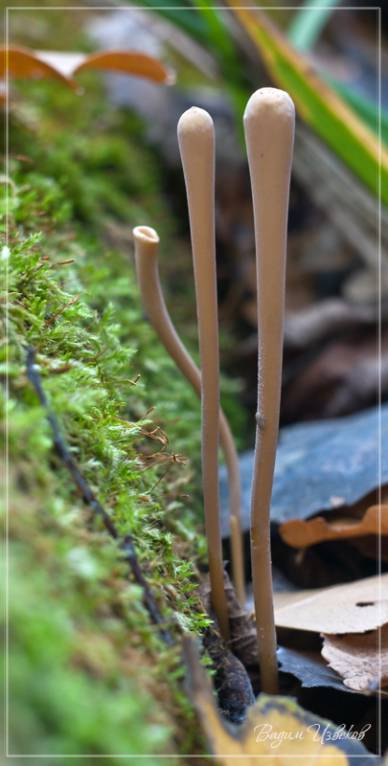 Typhula contorta - Макротифула дудковидная
