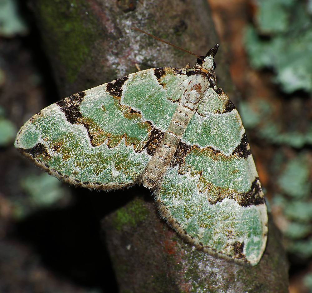 Colostygia pectinataria - Пяденица зеленоватая