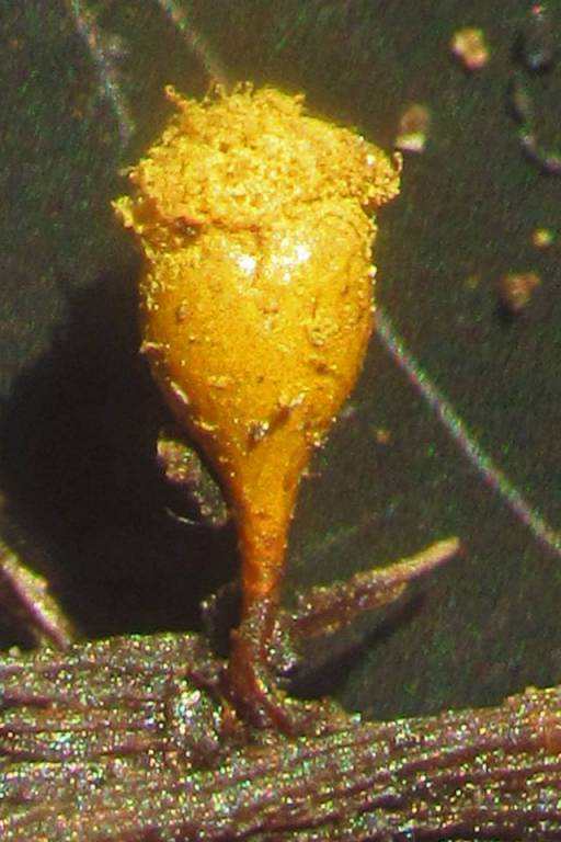 Hemitrichia clavata