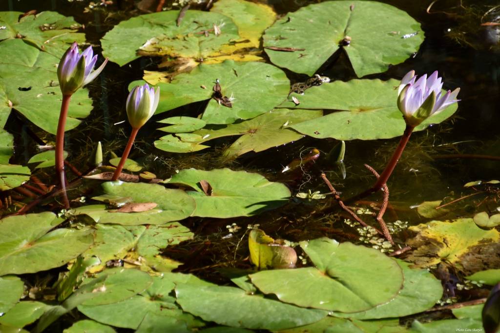 Nymphaea nouchali var. caerulea - Кувшинка голубая