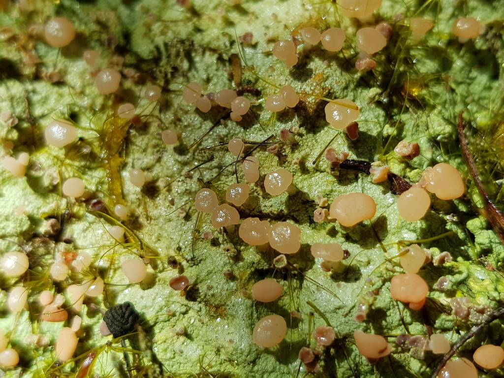 Baeomyces rufus - Беомицес рыжий, или красноватый
