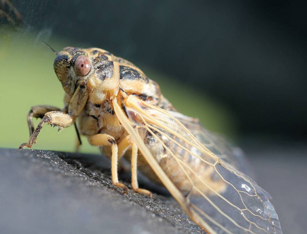 Cicadatra hyalina