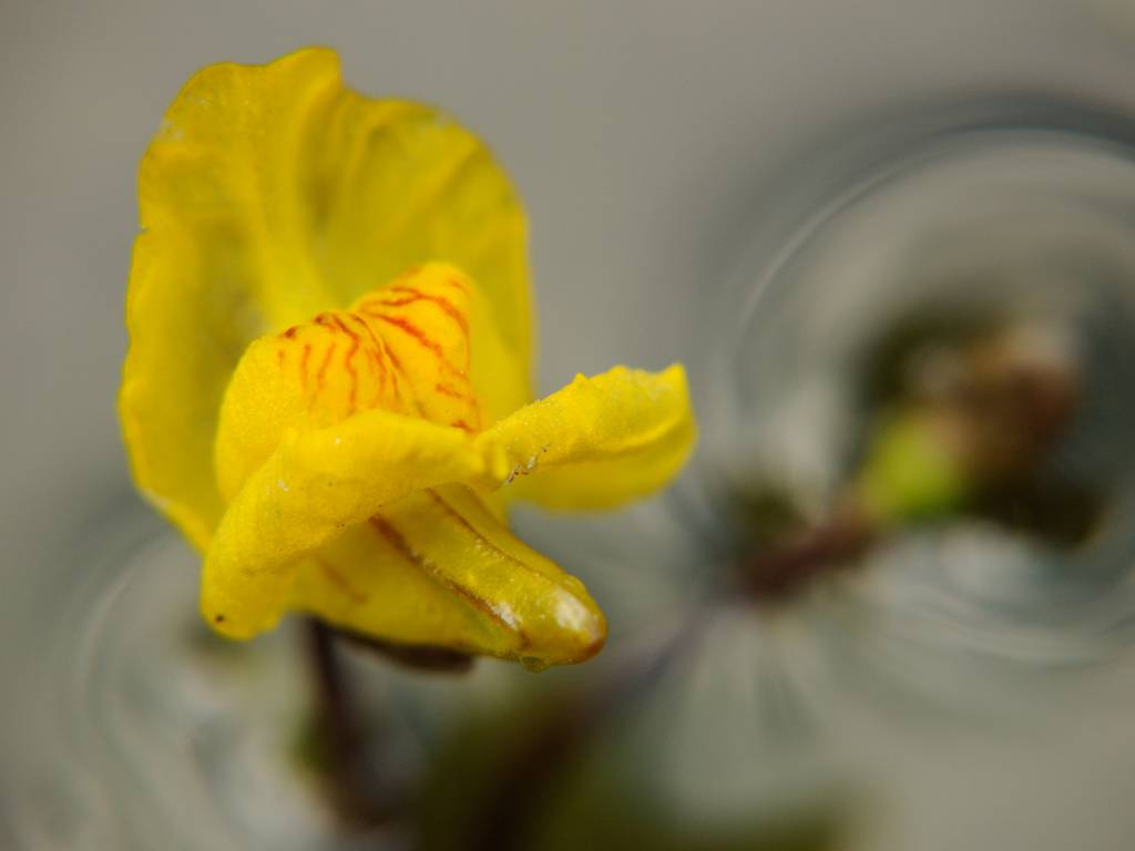 Utricularia australis - Пузырчатка южная