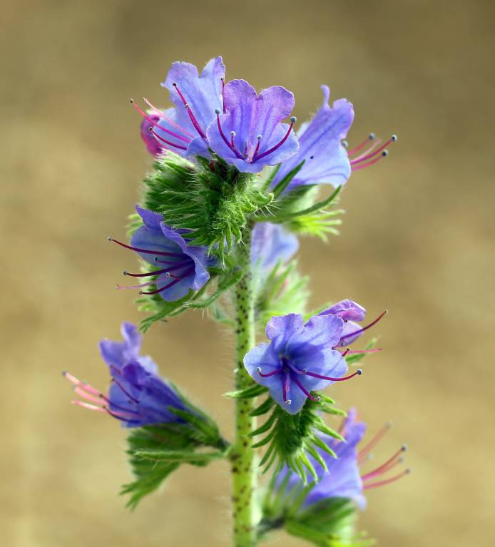 Echium vulgare - Синяк обыкновенный