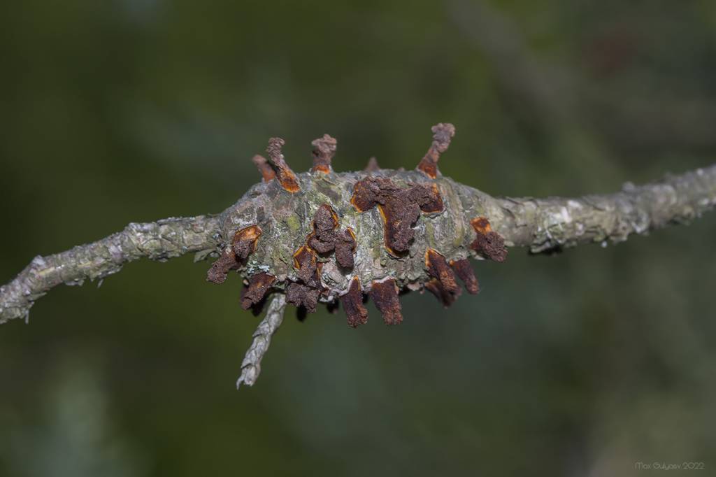 Gymnosporangium clavariiforme - Ржавчина груши