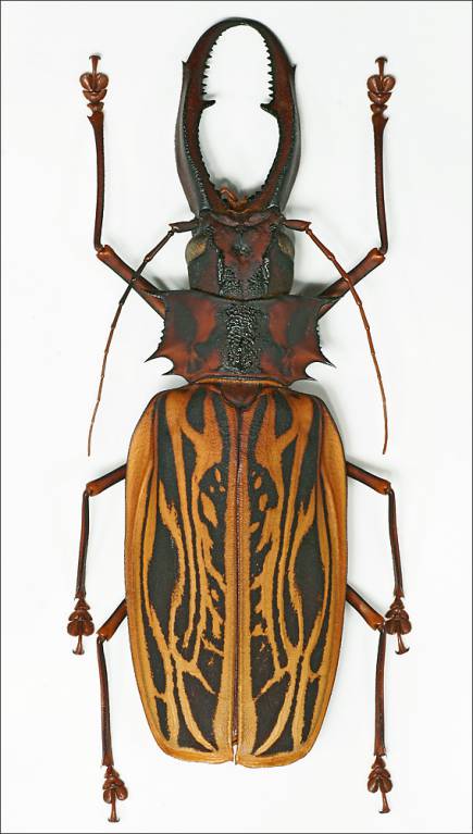 Macrodontia cervicornis