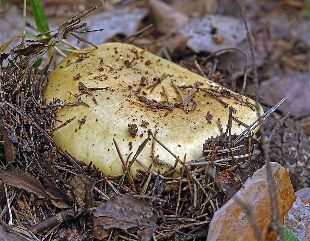 Russula claroflava - Сыроежка жёлтая