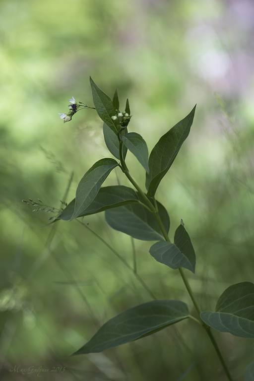 Vincetoxicum hirundinaria - Ластовень ласточкин