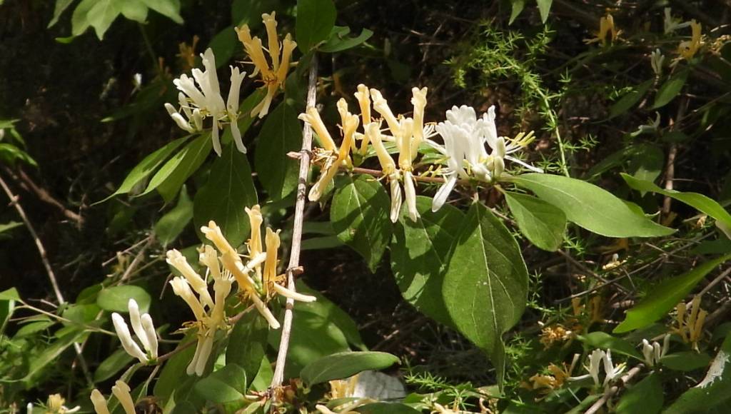 Lonicera xylosteum - Жимолость настоящая, или обыкновенная, или лесная