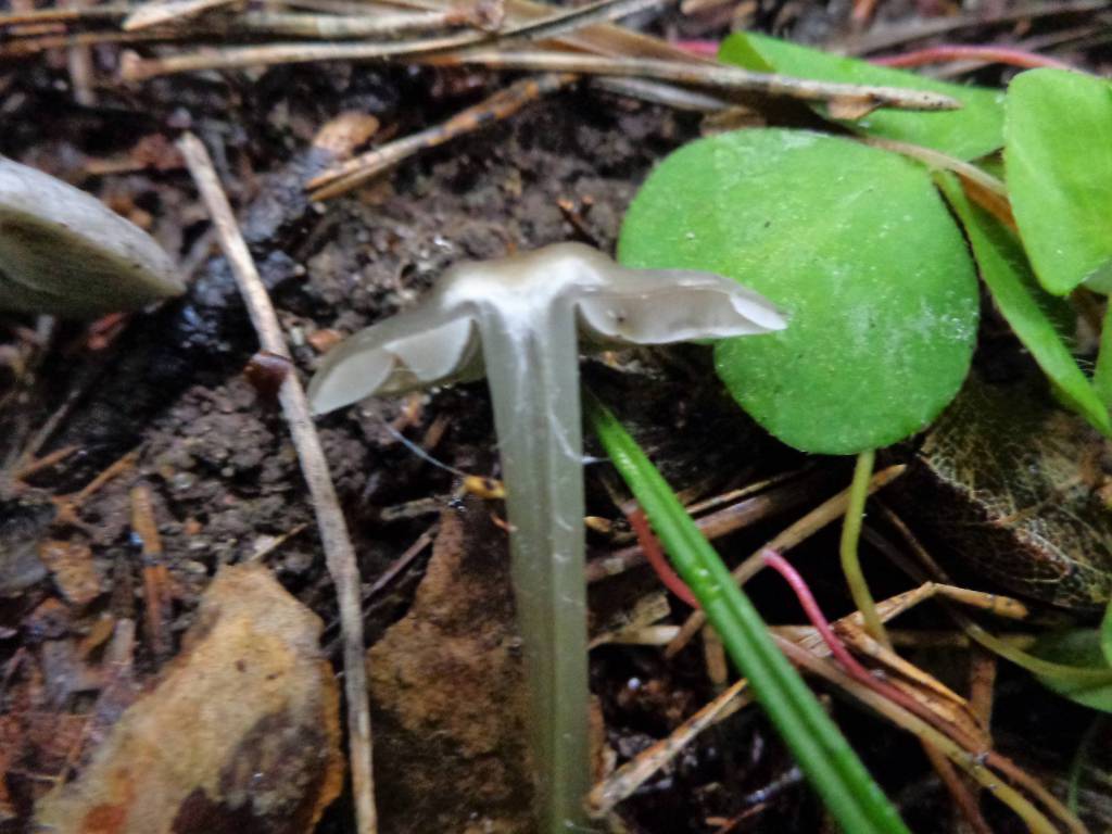 Lyophyllum rancidum - Тефроцибе вонючая