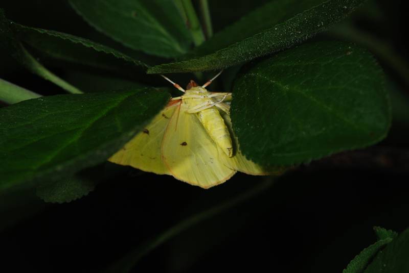 Opisthograptis luteolata - Пяденица боярышниковая (желтоватая, желтая)